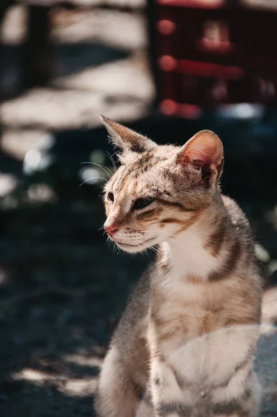 一只小猫咪坐着向旁边看的有选择的垂直镜头 — 图库照片