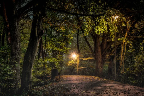Światło Świecące Przez Liście Drzew Parku Tajemnicze — Zdjęcie stockowe