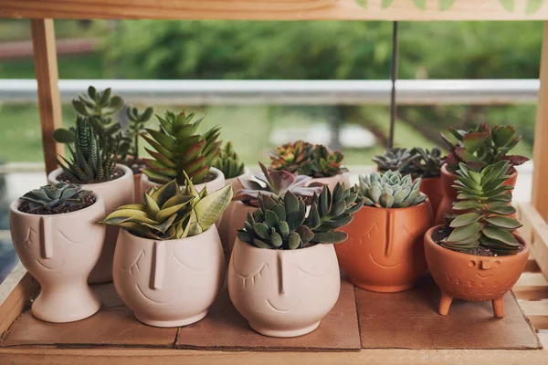 Primer Plano Diferentes Echeverias Maceta Sobre Mesa Jardín — Foto de Stock