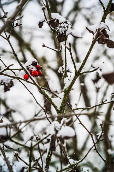 Eine Vertikale Aufnahme Von Schneebedeckten Blühenden Hagebuttenpflanzen Einem Wintertag — Stockfoto