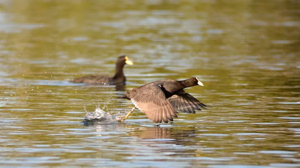 Gallina Alada Blanca Fulica Leucoptera Corriendo Sobre Agua Vista Buenos — Foto de Stock