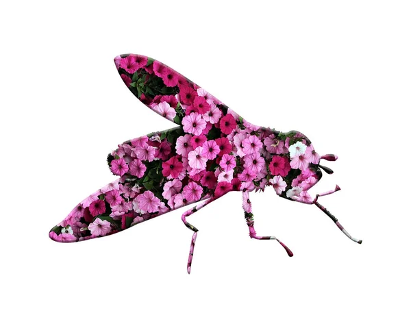 Illustrazione Una Mosca Composta Fiori Viola Rosa Sfondo Bianco — Foto Stock