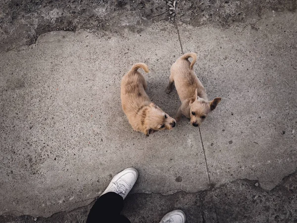 Par Cachorros Bonitos Sem Teto Brincando Com Homem Livre — Fotografia de Stock