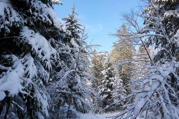 Vacker Natur Skog Med Många Träd Täckta Snö Den Klarblå — Stockfoto