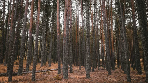 Une Forêt Avec Beaucoup Longs Arbres Très Proches Les Uns — Photo