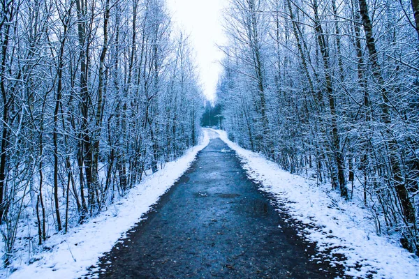 Een Close Opname Van Een Pad Een Besneeuwd Winterwoud — Stockfoto