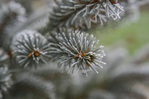 Detailní Záběr Zmrzlých Rostlin — Stock fotografie