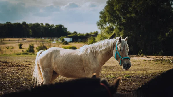 農地で美しい白い馬の選択的なフォーカスショット — ストック写真