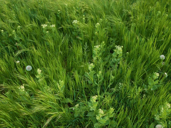 Closeup Shot Green Grass Duri — Stock Photo, Image