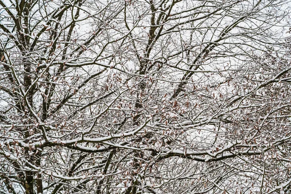 Ένα Κοντινό Πλάνο Χιονισμένα Γυμνά Κλαδιά Δέντρων — Φωτογραφία Αρχείου