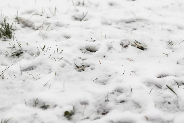 Uma Bela Vista Arrepiante Grama Coberta Neve Inverno — Fotografia de Stock