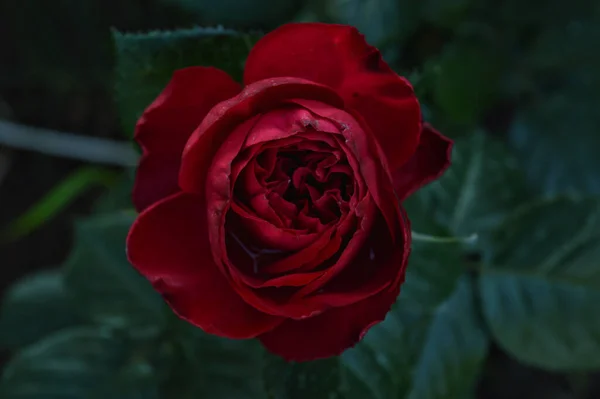 Mise Point Sélective Une Rose Rouge Capturée Dans Jardin — Photo