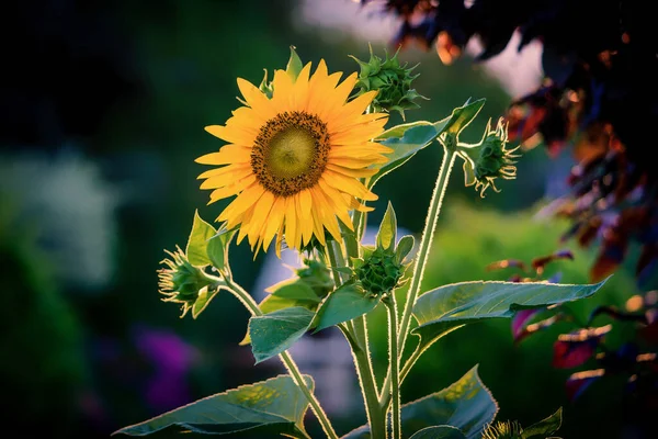 Beautiful Sunflower Blooming Garden — Stock Photo, Image