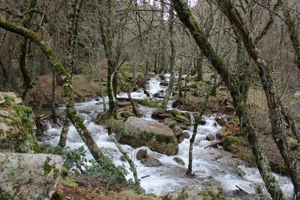 Ormanda Kayaların Üzerinden Akan Güzel Bir Nehir Manzarası — Stok fotoğraf