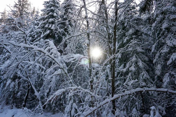 Bosque Con Muchos Árboles Cubiertos Nieve Luz Solar Visible Través — Foto de Stock