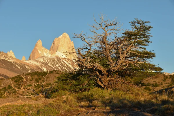 Antarktische Buche Nothofagus Antarctica Mit Fitz Roy Patagonien Argentinien Schwerpunkt — Stockfoto