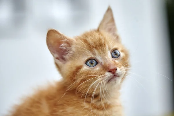 Gatinho Gengibre Bonito Esperando Algo Impacientemente — Fotografia de Stock