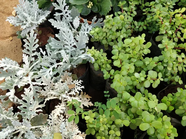 Een Hoge Hoek Shot Van Groene Planten Zakken Verkoop — Stockfoto