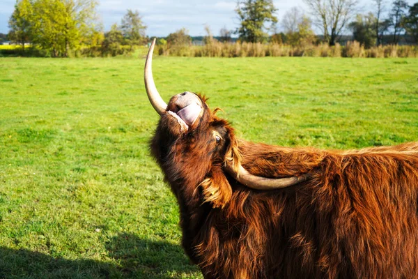 Una Vaca Adulta Las Tierras Altas Lamiéndose Nariz Con Fondo — Foto de Stock