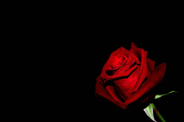 Gros Plan Une Rose Rouge Vif Sur Fond Noir — Photo