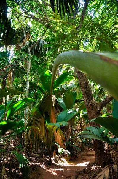Eine Vertikale Aufnahme Von Palmen Einem Tropischen Park — Stockfoto
