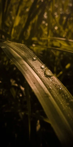 Вертикальний Знімок Крапель Роси Зеленому Листі — стокове фото