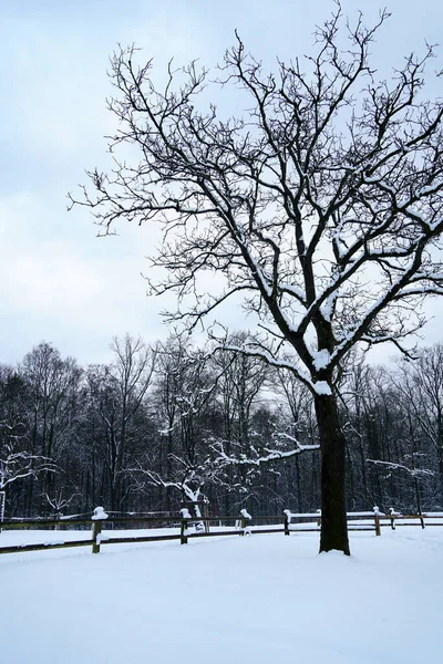 겨울에 눈으로 나무의 — 스톡 사진