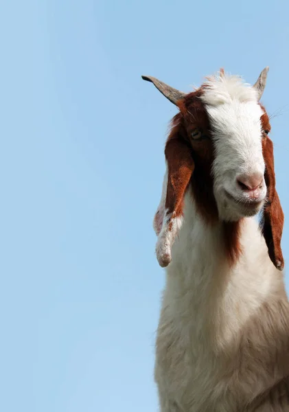 Niski Kąt Wgląd Piękny Goat Głowa Pod Jasnym Błękitnym Słońcem — Zdjęcie stockowe
