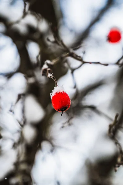 겨울에는 눈덮인 장식물의 선택적 — 스톡 사진