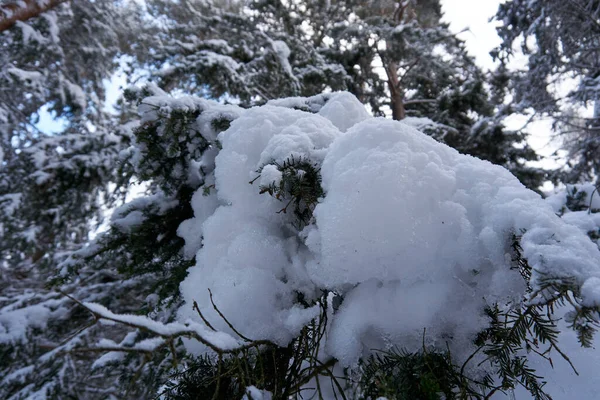 Eine Nahaufnahme Von Mit Schnee Bedeckten Ästen Einem Wald — Stockfoto