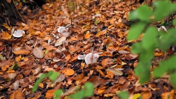 Höstskog Med Svamp Som Växer Mark Täckt Torra Fallna Lövverk — Stockvideo