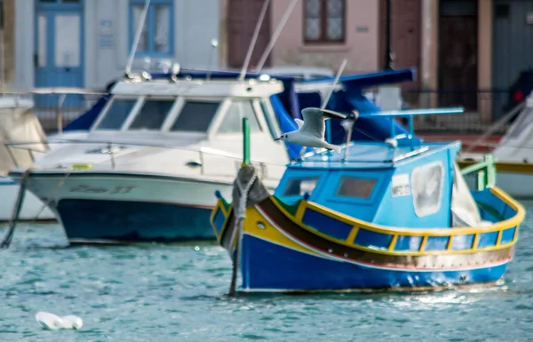 Birzebbuga Malta Janeiro 2017 Pássaro Gaivota Voando Perto Superfície Mar — Fotografia de Stock