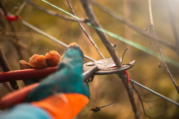 Jardinero Podando Árboles Con Tijeras Podar Sobre Fondo Natural — Foto de Stock