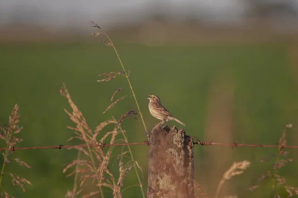 Een Kleine Vogel Zittend Een Prikkeldraad Met Wazige Achtergrond — Stockfoto