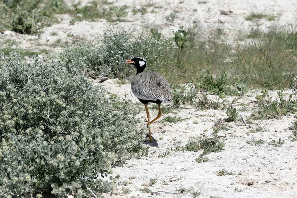 Nationaal Park Etosha Namibië Staat Bekend Het Prachtige Witte Zand — Stockfoto