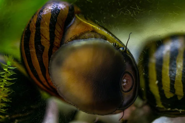 Caracol Corrida Aquário Come Algas Vidraça — Fotografia de Stock