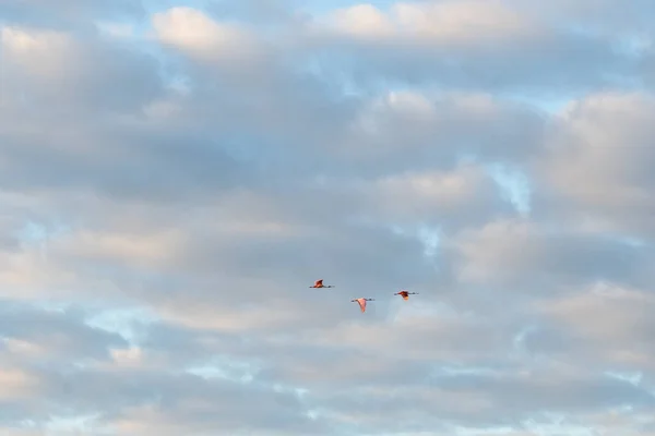 Beautiful Shot Three Flamingos Flying Blue Cloudy Sky — Stock Photo, Image