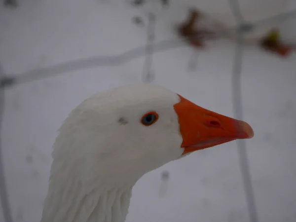 Der Kopf Einer Kleinen Weißen Gans Winter Vieh — Stockfoto