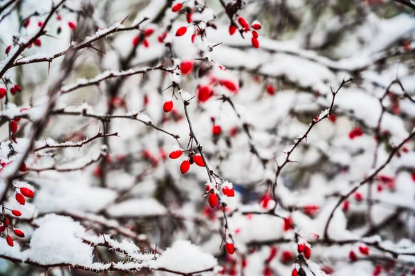 Eine Selektive Fokusaufnahme Schneebedeckter Blühender Hagebuttenpflanzen Einem Wintertag — Stockfoto