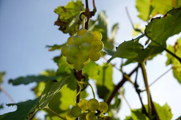 Enfoque Selectivo Uvas Verdes Colgando Las Vides Viñedo —  Fotos de Stock