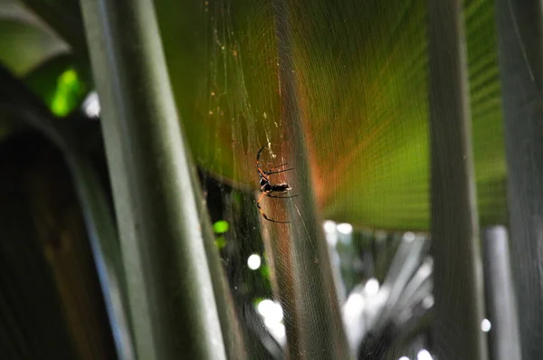 Een Close Shot Van Een Spin Een Spinnenweb Groene Takken — Stockfoto