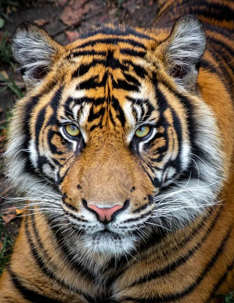 Ein Tiger Blickt Direkt Die Linse — Stockfoto