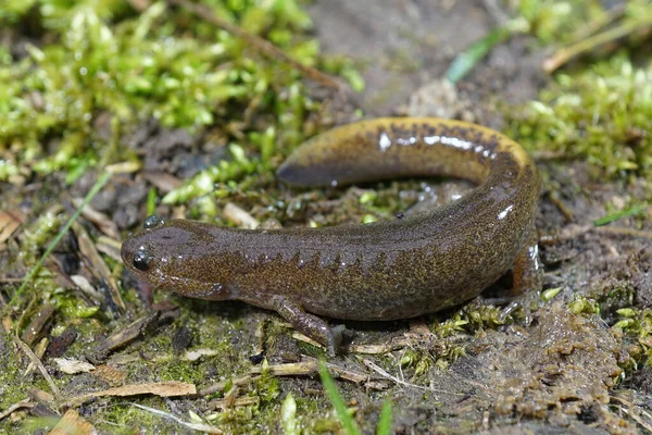 Пов Язаний Жовтим Хвостом Mitsjama Salamander Hynobius Nebulosus Endemic Японії — стокове фото