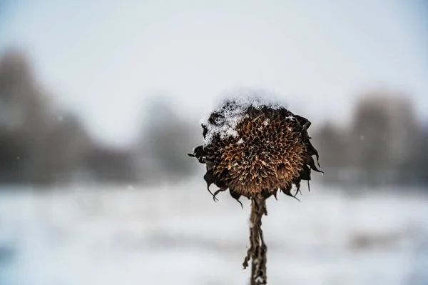 Μια Επιλεκτική Φωτογραφία Ενός Ξηρού Ηλιοτρόπιου Καλυμμένου Χιόνι Μια Χειμωνιάτικη — Φωτογραφία Αρχείου
