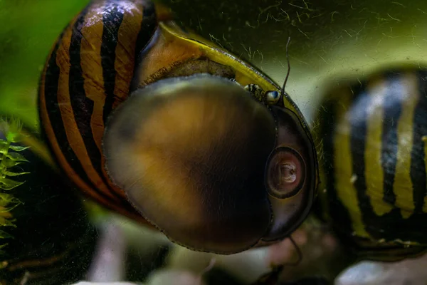 Racecontrole Het Aquarium Eet Algen Uit Het Glas — Stockfoto