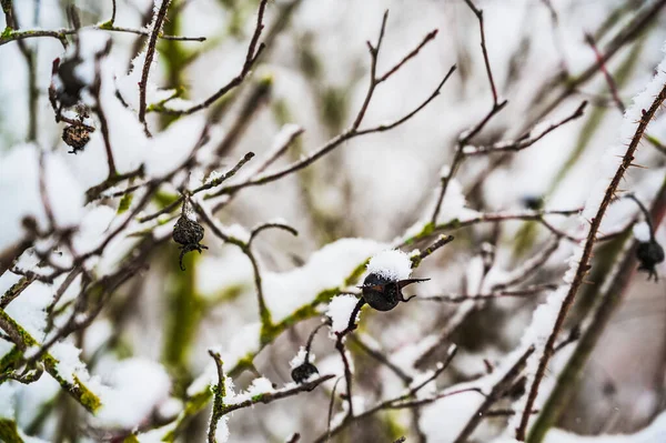 Une Prise Vue Sélective Des Plants Myrtilles Couvertes Neige Lors — Photo