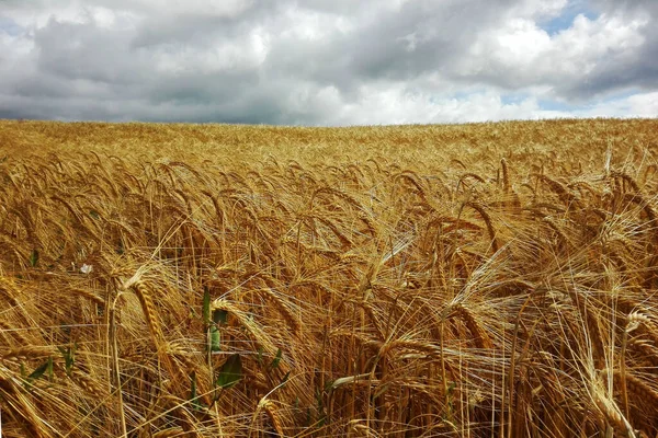 昼間は曇り空の下で黄色の麦畑の美しいショット — ストック写真