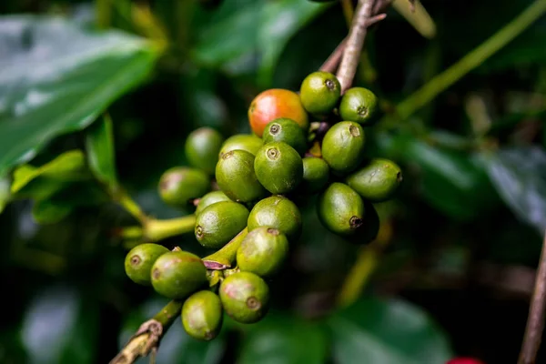 Zbliżenie Ujęcie Świeżego Organicznego Zielonego Surowca Kawa Cherry Fasola Drzewie — Zdjęcie stockowe