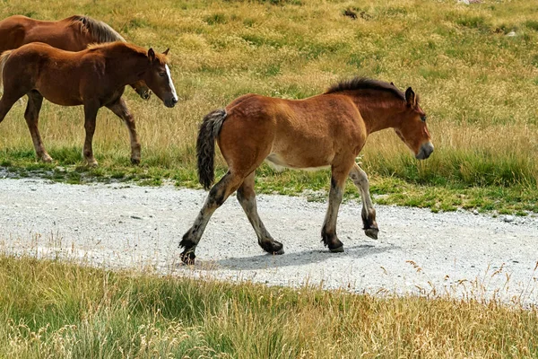 Selective Focus Young Foal Herd Wild Horses Andorran Pyrenees Enjoying — Stock Photo, Image