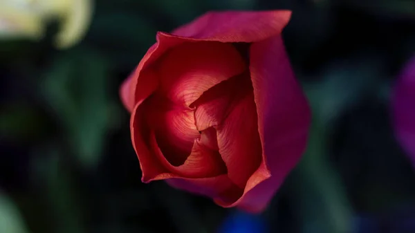 Closeup Shot Red Tulip Blurred Background — Stock Photo, Image